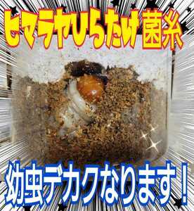 The stag beetle larva is huge! The finest Himaraya hiratake hospitality bottle ☆ 1500ml ☆ Special amino acid reinforced! Created only with the most discerning bacteria! I'm doing a Guinness class!