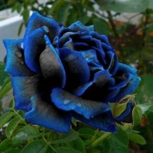 rare! Mysterious blue and black rose midnight Rare Midnight Supreme Rose Flower Seeds 15 tablets can be delivered immediately.