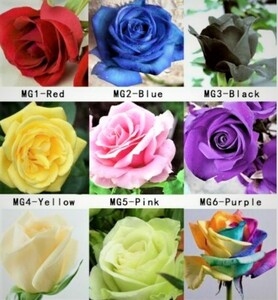 20 roses can be delivered immediately. 10 colors of fresh rose roses Colorful fantasy in your garden