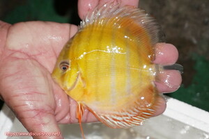 [Wild Discus] Lago Palaconi Blood Red Young Star [Individual Sales] 11-12cm (living body)
