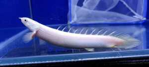 Aquashop Aqualand ★ Platinum Senegarus White Strong 13cm ★ Death Guarantee With OK