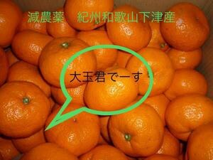 Kuragimi Otama -kun reduced pesticide Kishu Wakayama Shimotsu -san late oranges 10 km home use