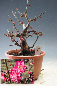 Bonsai Ume Beni Chidori (dark red / single bloom) c [actual item]