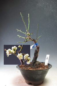 Bonsai Plum Moon Katsura (blue axis, single flower) [Original] With pottery bowl A