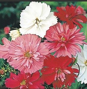 Yaesaki Cosmos Color is a bonus of 10 mixtures and two types of plants!