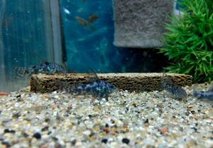 OASIS AQUA Limited Special Price Long Fin Blue Cory Doras M size cool!