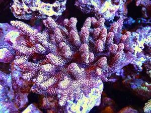 [Coral] SP. (Ultra Grade) [UCA/Australia] SM size (individual sales) (± 13x11cm) No.10 (living body)