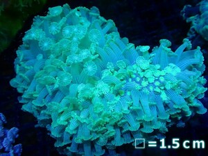 [Coral] Awasango (SPECIAL COLOR) [UCA/Australia] (Individual sales) No.4 (living body)
