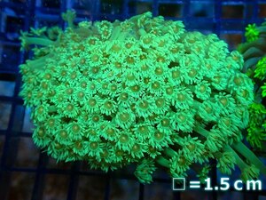 [Coral] Hanaga Sasango (SPECIAL GREEN) [UCA/Australia] (Individual sales) No.6 (living body)