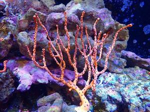[Coral] Caribbean Yellow Gorgonia (individual sales) (± 15cm) No.3 (living body)