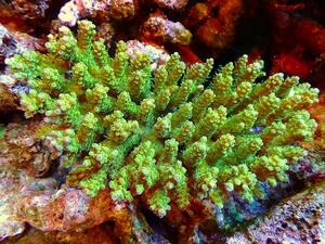 [Coral] SP. (Ultra Grade) [UCA/Australia] SM size (individual sales) (± 13x10cm) No.6 (living body)