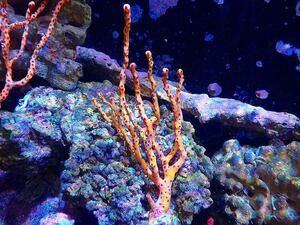 [Coral] Caribbean Yellow Gorgonia (individual sales) (± 13cm) No.1 (living body)