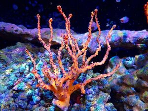 [Coral] Caribbean Yellow Gorgonia (individual sales) (± 13cm) No.2 (living body)