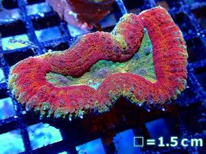 [Coral] Ultra Grade [UCA/Australia] (Individual sales) No.2 (living body)