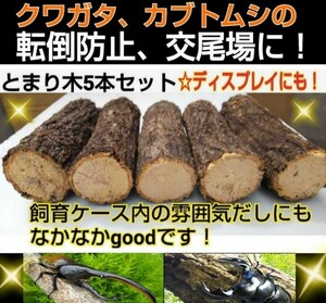 Stag beetle, beetle for beetles, set 5 sets set of 5 sets for fall prevention, mating place, hideout, display! Carefully selected kunugi and konara have already been treated