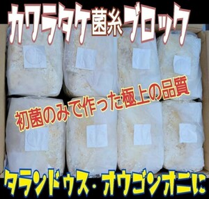 The best ☆ Kawara hicocon mycelium block 4000cc 100 % Kunugi is used for the first bacterium Talandus and Ogon Onikwagata Legius! Also on the spawning floor