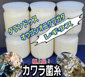 Talandus Ogon Onikwagata Legius is huge! The finest ☆ Kawaratake mycelium ☆ Extra 1500ml Special amino acid reinforced! Trehalose increase