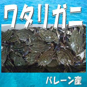 1 [For home ・ For gifts] Bahrain gray crab about 11kg unlimited!