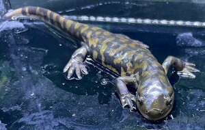 Touba Tiger Salamander Approximately 18cm Limited to arrival area the next day