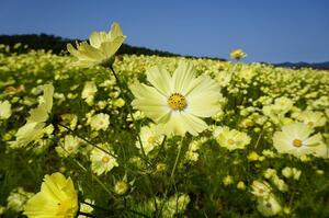[Flower seeds] Cosmos Akisakura Yellow Campus 30 tablets PvP Shipped by 4 kinds