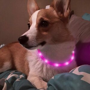 "B6L-A2" Dog Glow Charging Walking Dog Light LED Outlet Small dog Medium Dog Dog Pink Pink