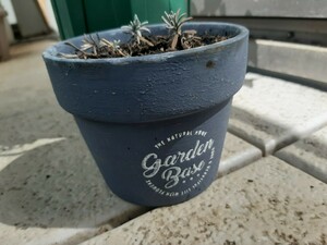 Ingraish labender seedlings in flowerpot