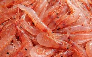 3 [Quality] Rare cool cherry blossom shrimp 500g Sakura shrimp cherry blossom shrimp year -end gifts luxury gift gifts inner celebration souvenirs New year