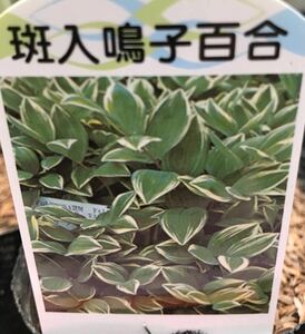Naruko Yuri (spots) seedlings