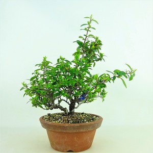Bonsai Pilacanza Tree height about 26cm PyracanTha Flower Real Roses Evergreen Tree Reality