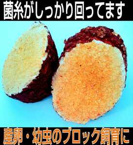 Excellent for nutritional beetle larvae! Shiitake mushroom floor block ☆ If you embed the whole fermentation mat, the larva will sneak and eat morimori! 100 % raw material use