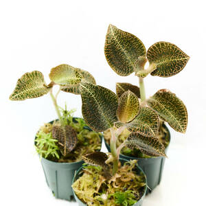 [Jewel Orchid] 3 Pot A (Anoectochilus Roxburghii) in the Annect Kirslox Burgie image
