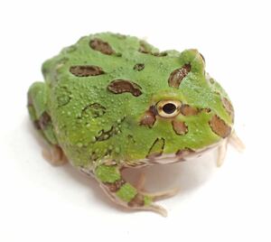 Cranwell Tsunoga frog green about 3cm