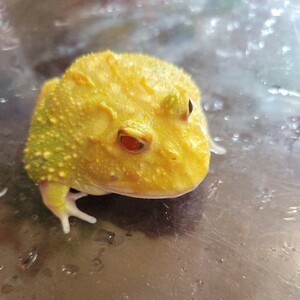 Nonno Gokuwell Tsunoga frog 4 Spots