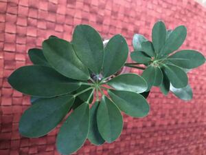 Capock (Cheflera) Houseplant 2 leaves are beautiful hydro ball