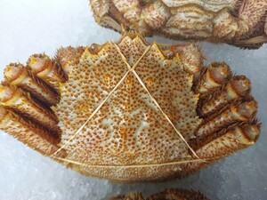 Specially sold boiled crab 21cm360 ~ 380g per animal 2680 yen prompt decision