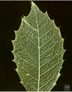 XR Skeleton Leaf Leaf Hylagi 15 Card Parts Material Material Material