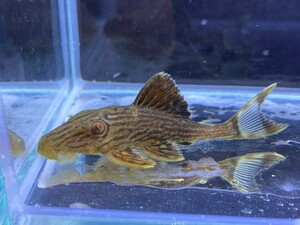 Thunder Royal Pleco Tapajos (1) Approximately 5cm arrival area only! Please contact us if you are far away!