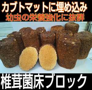 If you embed it in a fermented mat, it will enhance nutrition and the beetle larva will increase the size! Shiitake mushroom scrapped floor block ☆ Bait of stag beetle larvae, instead of spawning trees! 100 % kunugi