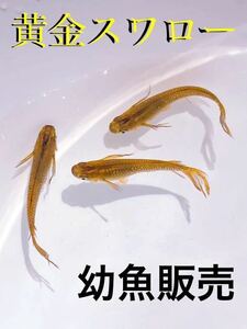 Medaka (Golden Swallow) Sales of young fish!