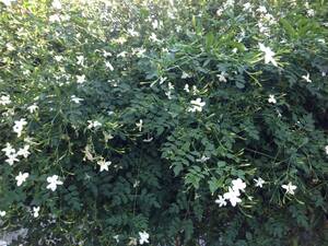 Long flowering season 10 seasons bloom jasmine wooden good fragrance durable and for beginners
