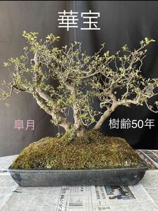 [Satsuki] Satsuki Hikaro Satsuki Tree 50 Years Age Middle to late Azalea → Full bloom (including shipping)