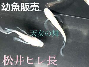 Medaka (Matsui fin) Young fish sales heaven dance!