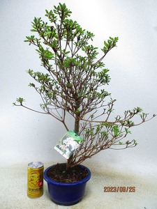 [Nofushi Bonsai Distribution] Satsuki Nikko Hana (91914) Total height: 55㎝ * Coll packing is strictly adhered to the "collective transaction" procedure * 120 sizes * Shipping specified