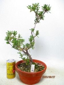 [No Kaze Bonsai Distribution] Satsuki Miwa no Mai (91940) Full height: 44㎝ * Coll packing is strictly adhered to "collective transaction" procedure * 120 sizes * Shipping specified