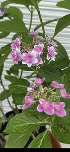 Hydrangea flowering stock seedlings
