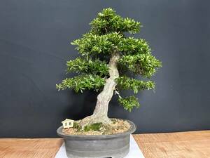 ★ (Satsuki) ・ Satsuki Bonsai ・ Beautiful “Miyu” tree height 50㎝ Rooting 22cm,