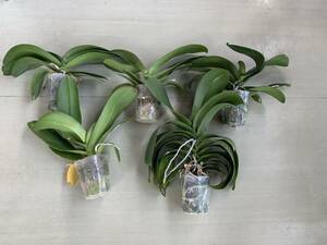 Phalaenopsis orchid (disposal) 5 seedlings (flower buds broken) (40)