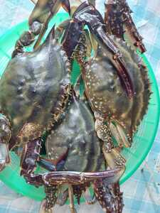 Raw crab about 20cm 2-3 animals (600g in total) 1980 yen prompt decision.