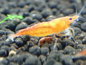 End of 18 orange cherry shrimp inclusive (yellow cherry shrimp, pole spin, bee shrimp, lulin shrimp, incubation, female)