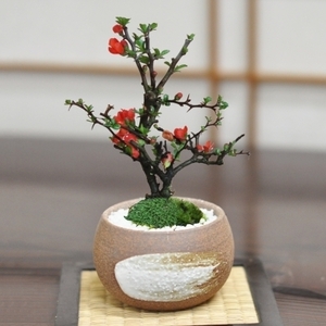 Bonsai flower longevity plum mini bonsai bonsai bonsai No. 3 Popular ranking 60's 70's Raising How to Raise Fertilizer Flower Plant with Fertilizer